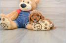 Funny Poodle Purebred Pup