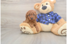 Cute Pudle Purebred Puppy