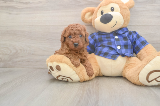 5 week old Poodle Puppy For Sale - Lone Star Pups Cute Pudle Purebred Puppy