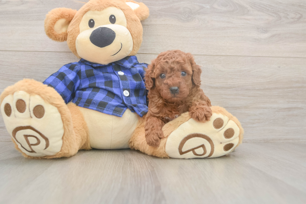 Popular Poodle Purebred Pup