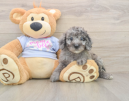 7 week old Poodle Puppy For Sale - Lone Star Pups