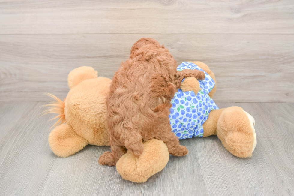 Smart Pooodle Purebred Puppy