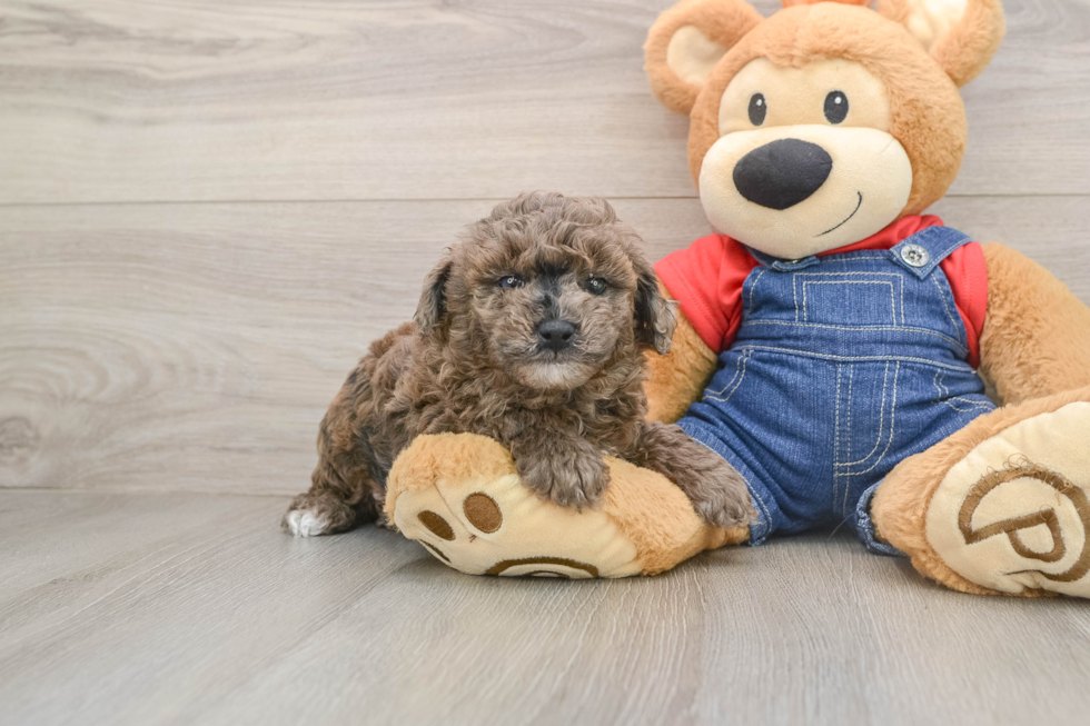 Poodle Pup Being Cute