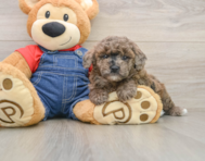 7 week old Poodle Puppy For Sale - Lone Star Pups