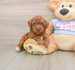 7 week old Poodle Puppy For Sale - Lone Star Pups