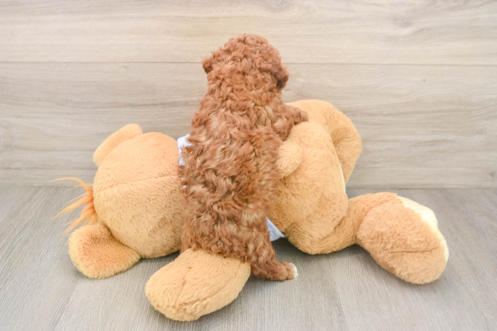 Akc Registered Poodle Baby