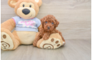 Playful Poodle Purebred Pup