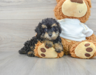 9 week old Poodle Puppy For Sale - Lone Star Pups