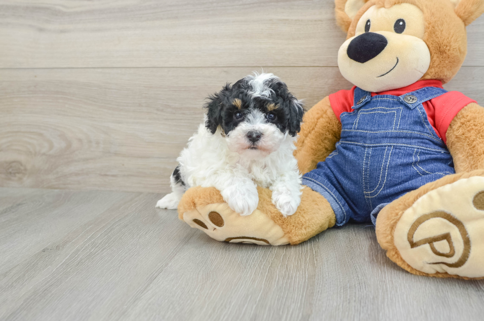 7 week old Poodle Puppy For Sale - Lone Star Pups