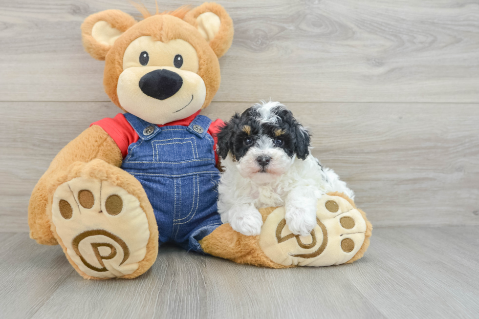 Poodle Pup Being Cute