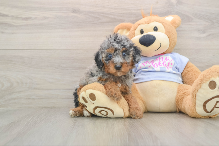 Petite Pudel Purebred Puppy