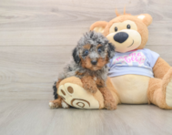 7 week old Poodle Puppy For Sale - Lone Star Pups