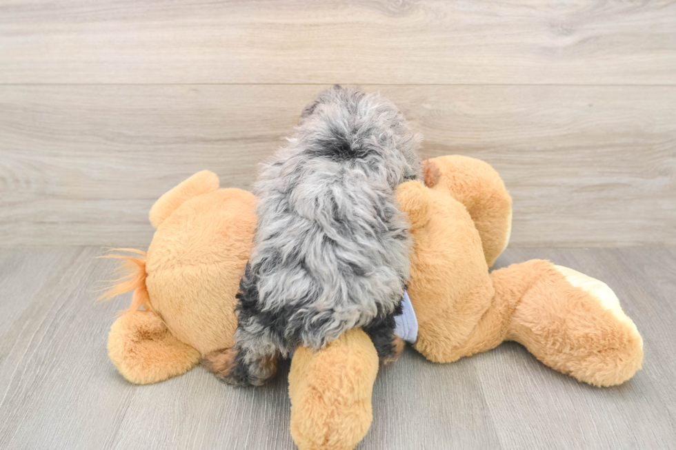 Petite Caniche Purebred Puppy