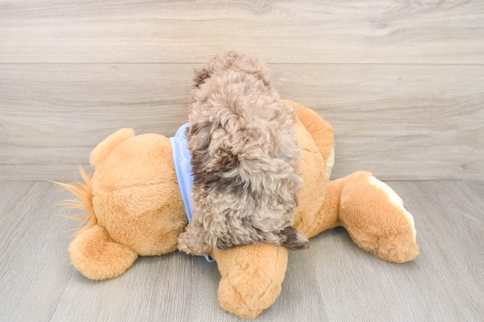 Poodle Pup Being Cute