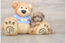 Funny Poodle Baby