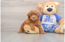 Poodle Puppy for Adoption