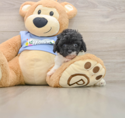 6 week old Poodle Puppy For Sale - Lone Star Pups