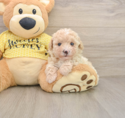 8 week old Poodle Puppy For Sale - Lone Star Pups