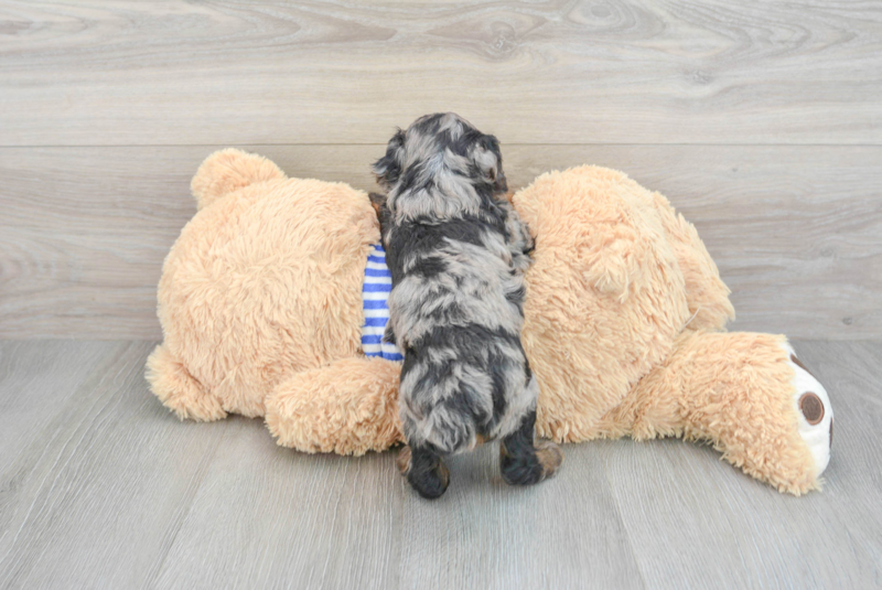 Meet Orville - our Poodle Puppy Photo 2/3 - Lone Star Pups