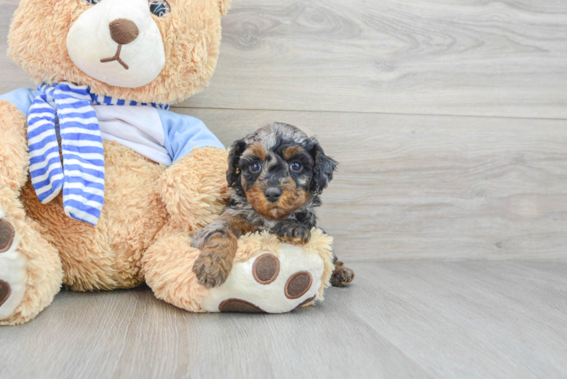 Meet Orville - our Poodle Puppy Photo 3/3 - Lone Star Pups