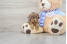 Popular Poodle Baby