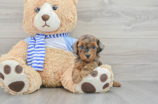 Poodle Puppy for Adoption