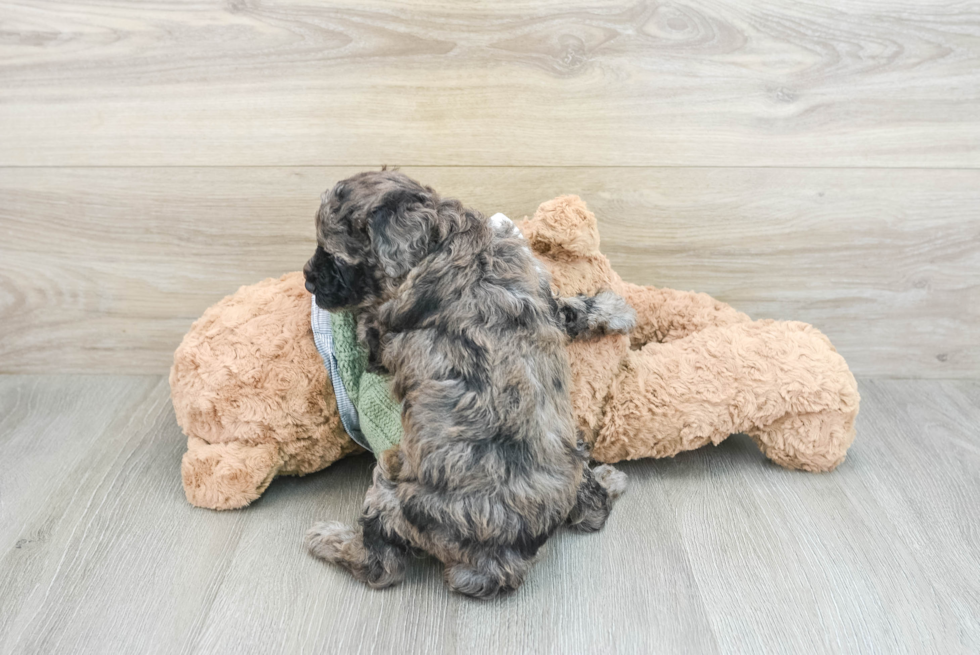 Friendly Poodle Baby