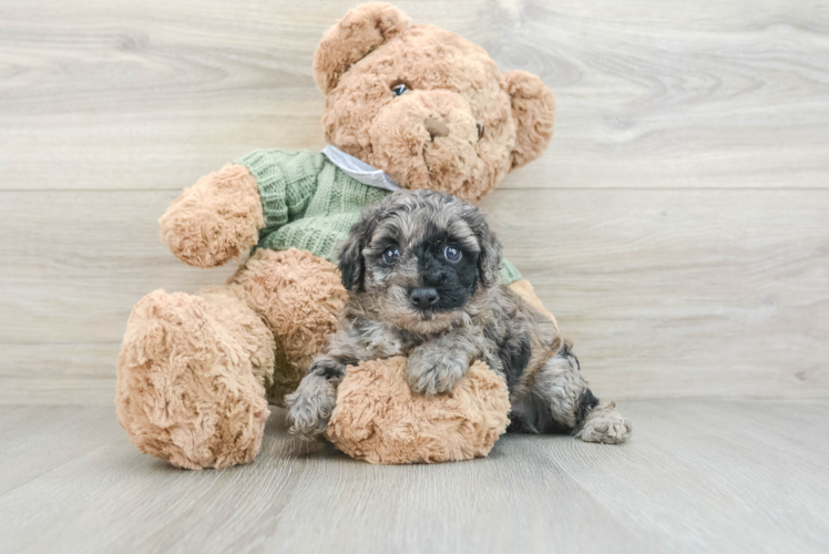 Petite Pudel Purebred Puppy