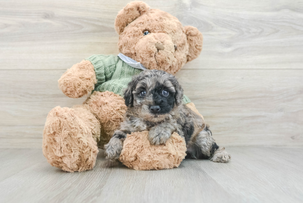 Petite Pudel Purebred Puppy