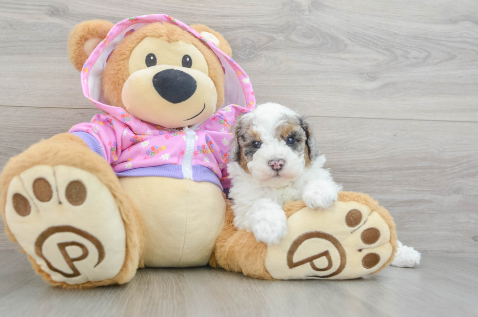 5 week old Poodle Puppy For Sale - Lone Star Pups