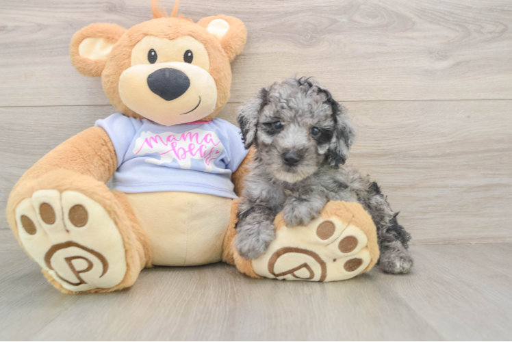 Cute Pudel Purebred Puppy