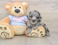 7 week old Poodle Puppy For Sale - Lone Star Pups