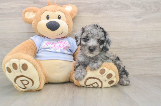 Cute Pudel Purebred Puppy