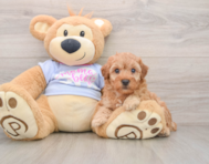 6 week old Poodle Puppy For Sale - Lone Star Pups