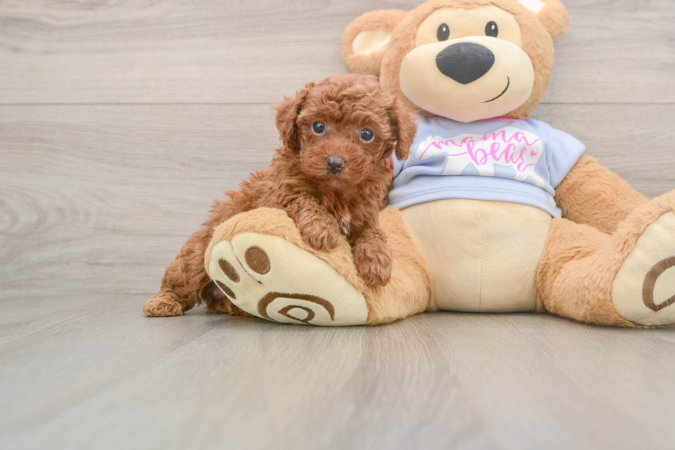 Poodle Puppy for Adoption