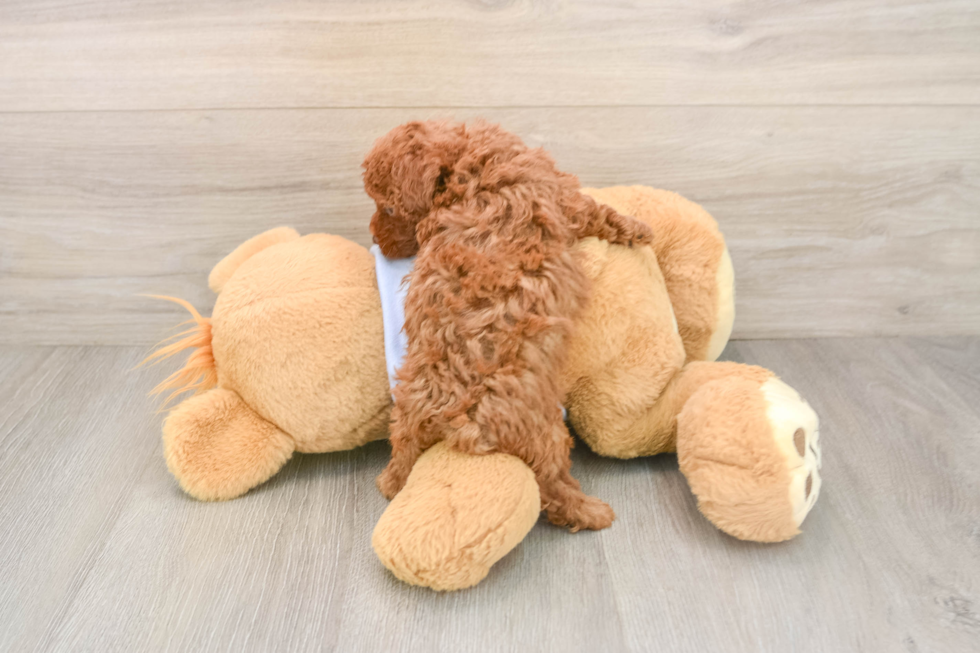 Best Poodle Baby