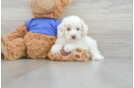 Funny Poodle Purebred Pup