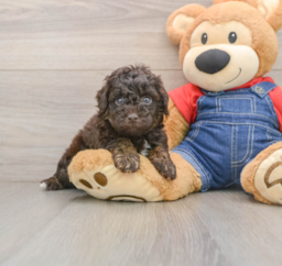7 week old Poodle Puppy For Sale - Lone Star Pups