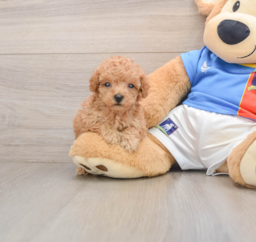 9 week old Poodle Puppy For Sale - Lone Star Pups