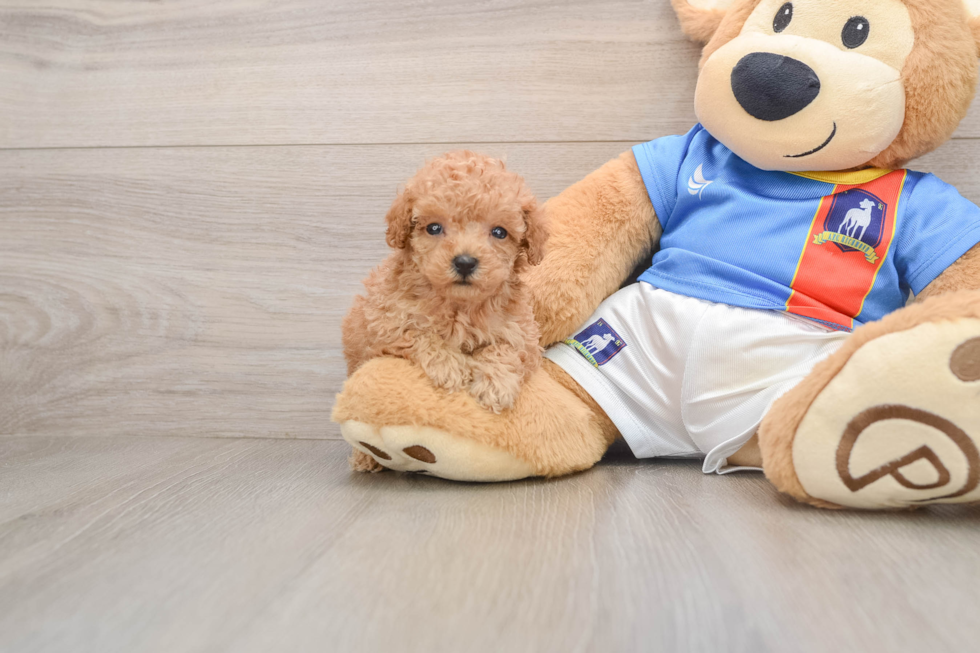 Smart Caniche Purebred Puppy