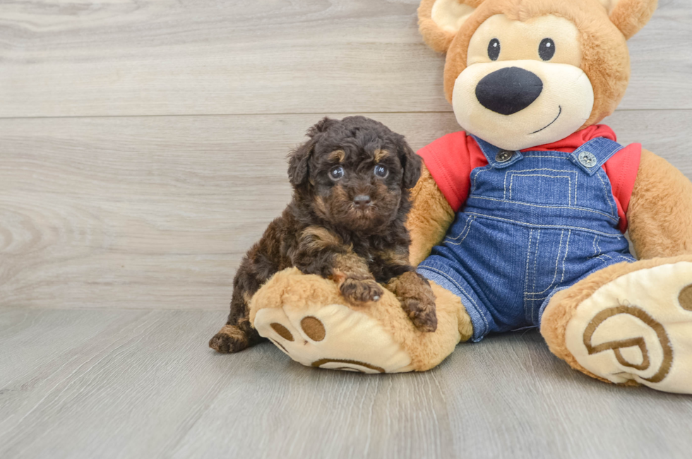 6 week old Poodle Puppy For Sale - Lone Star Pups