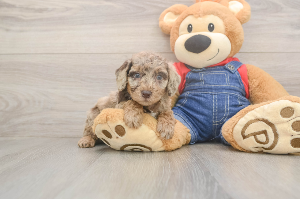 6 week old Poodle Puppy For Sale - Lone Star Pups
