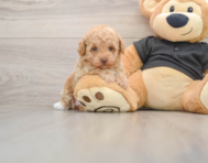 7 week old Poodle Puppy For Sale - Lone Star Pups