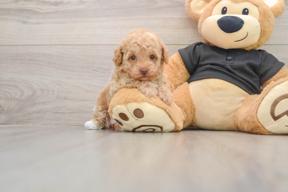 Energetic Toy Poodle Purebred Puppy