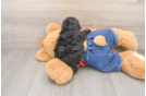 Adorable Pudel Purebred Puppy