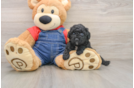 Poodle Puppy for Adoption