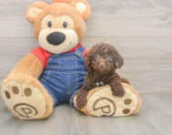 8 week old Poodle Puppy For Sale - Lone Star Pups 8 week old Poodle Puppy For Sale - Lone Star Pups