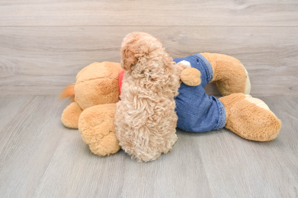 Poodle Pup Being Cute