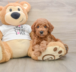 7 week old Poodle Puppy For Sale - Lone Star Pups