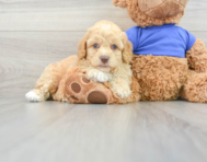7 week old Poodle Puppy For Sale - Lone Star Pups